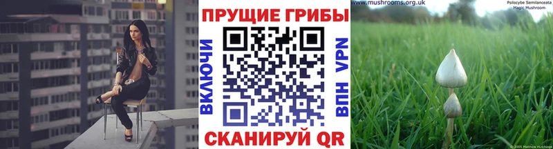 Купить  Новосиль  Псилоцибиновые грибы Psilocybe 